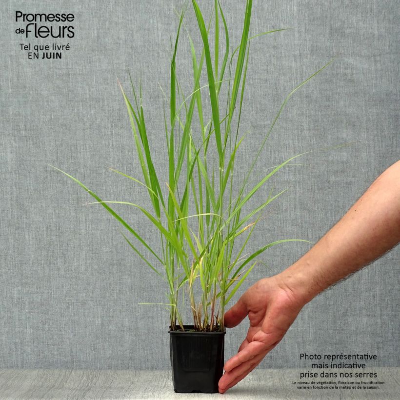 Amostra de Panicum virgatum Heavy Metal Vaso de 8/9 cm tal como entregue no verão