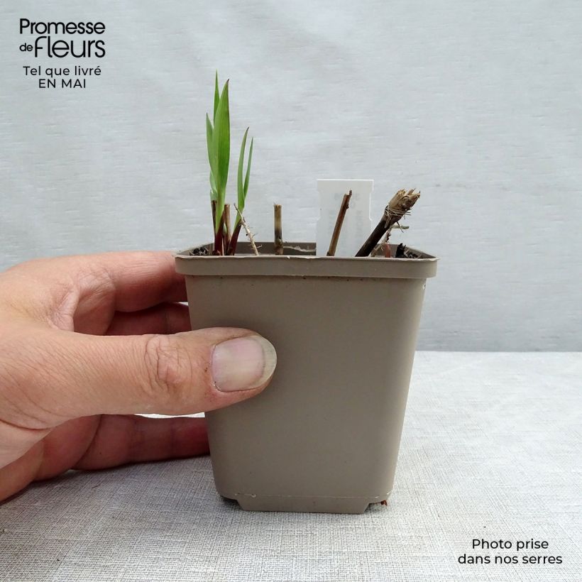 Amostra de Panicum virgatum Heavy Metal Vaso de 8/9 cm tal como entregue na primavera