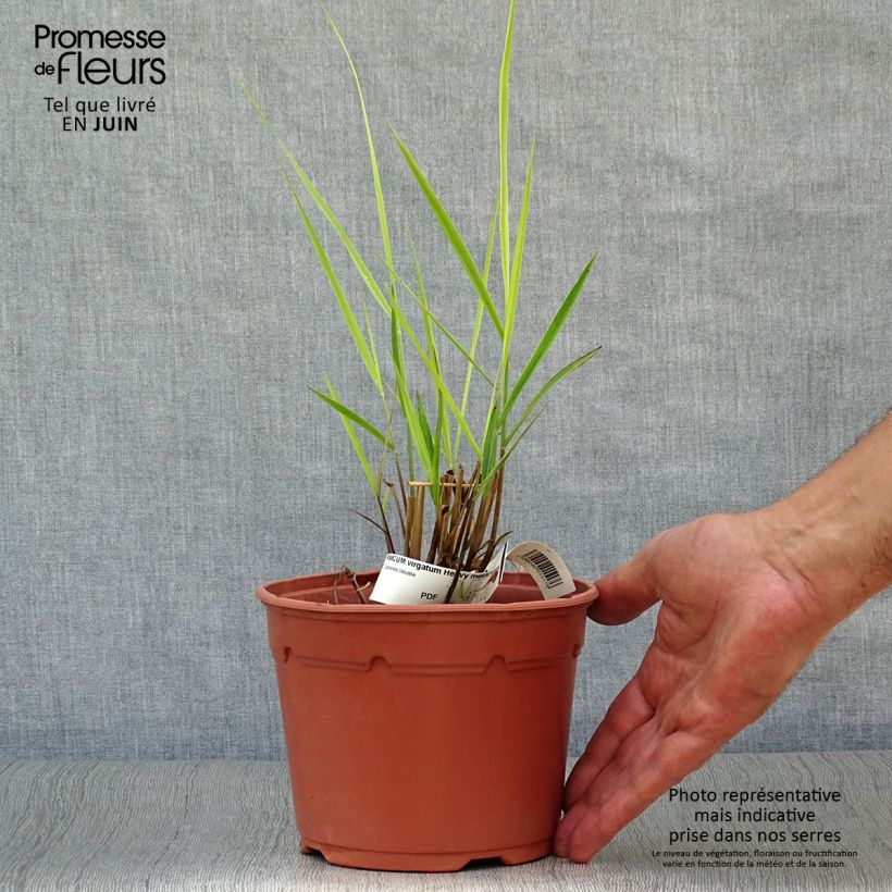 Amostra de Panicum virgatum Heavy Metal Vaso de 2 L/3 L tal como entregue no verão