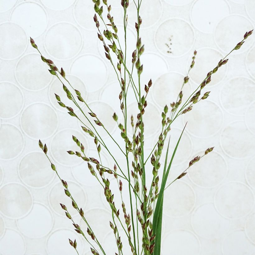 Panicum virgatum Heiliger Hain (Floração)