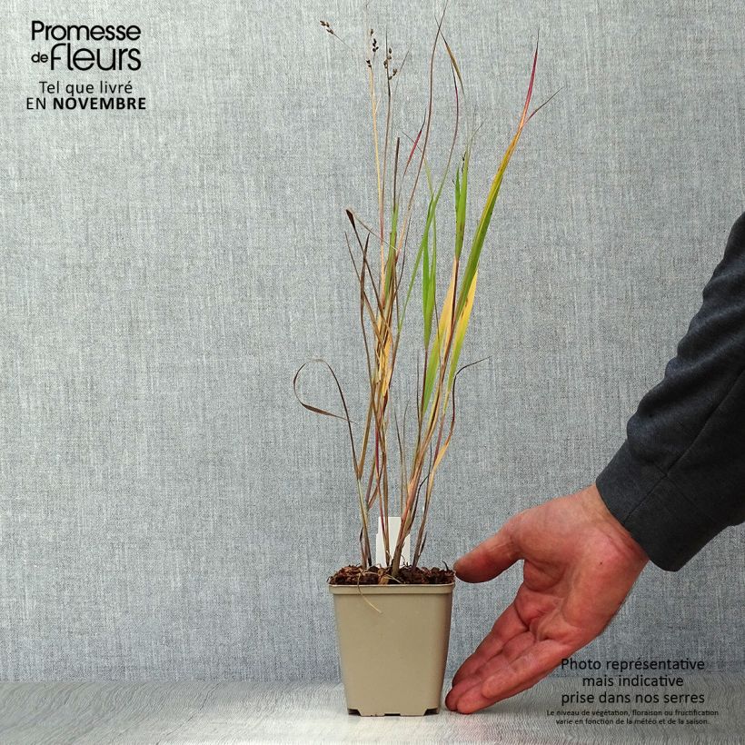 Amostra de Panicum virgatum Heiliger Hain Vaso de 8/9 cm tal como entregue no outono