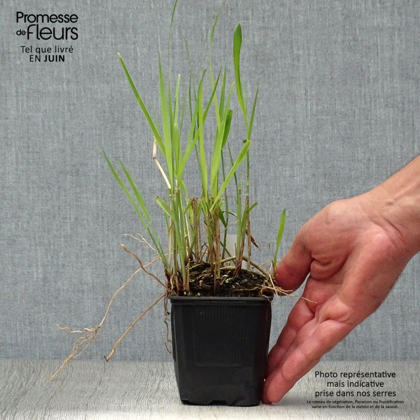 Amostra de Panicum virgatum Heiliger Hain Vaso de 8/9 cm tal como entregue no verão