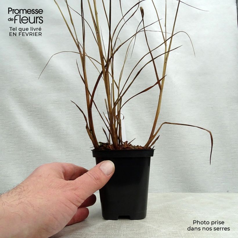 Amostra de Panic érigé - Panicum virgatum Heiliger Hain Vaso de 8/9 cm tal como entregue no inverno
