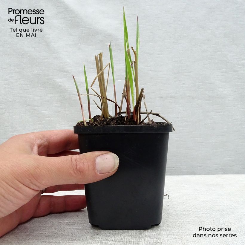 Amostra de Panicum virgatum Heiliger Hain Vaso de 8/9 cm tal como entregue na primavera