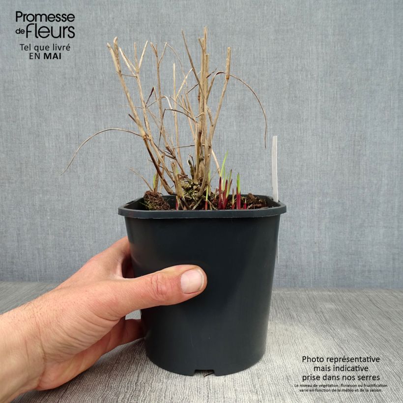 Amostra de Panicum virgatum Heiliger Hain Vaso de 2 L/3 L tal como entregue na primavera
