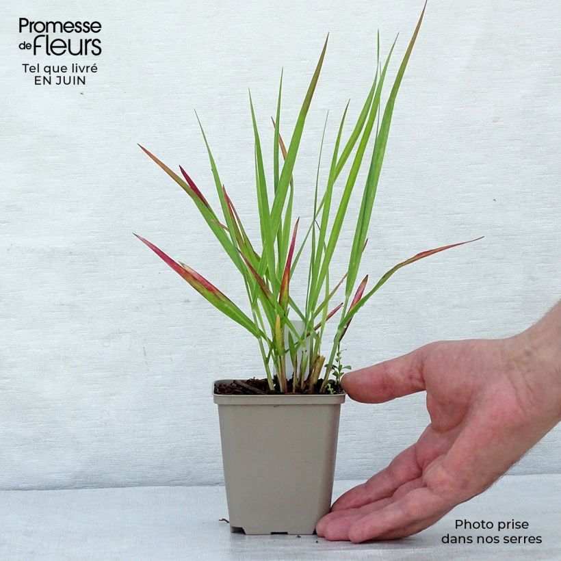 Amostra de Panicum virgatum Hot Rod Vaso de 8/9 cm tal como entregue no verão