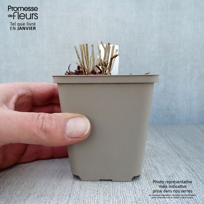 Amostra de Panicum virgatum Hot Rod Vaso de 8/9 cm tal como entregue no inverno