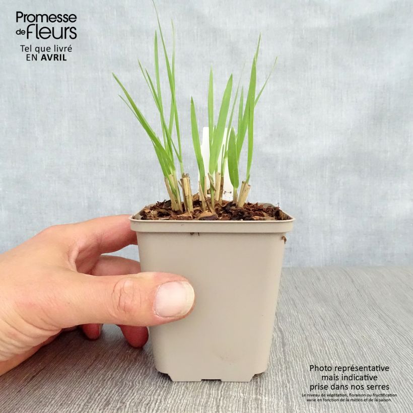 Amostra de Panicum virgatum Hot Rod Vaso de 8/9 cm tal como entregue na primavera