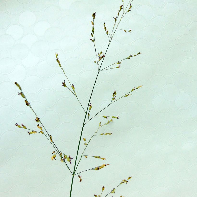 Panicum virgatum Kulsenmoor (Floração)