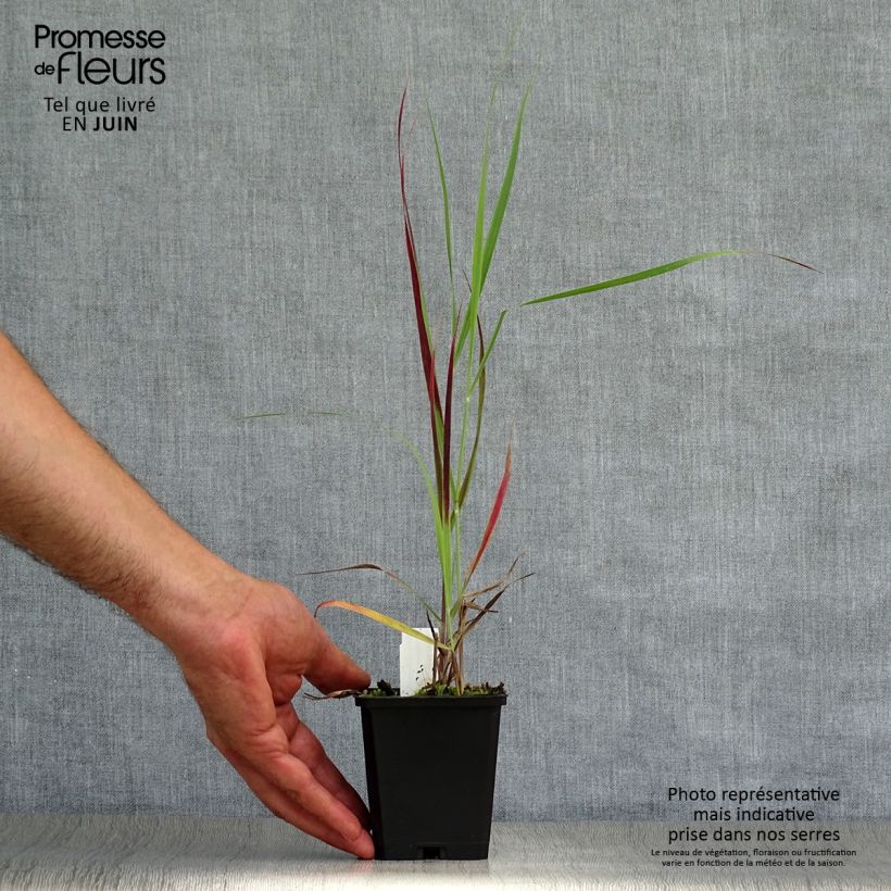 Amostra de Panicum virgatum Kulsenmoor Vaso de 8/9 cm tal como entregue no verão