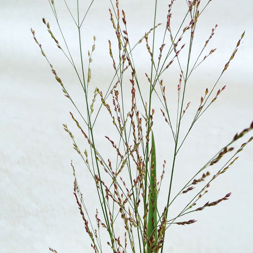 Panicum virgatum Northwind (Floração)