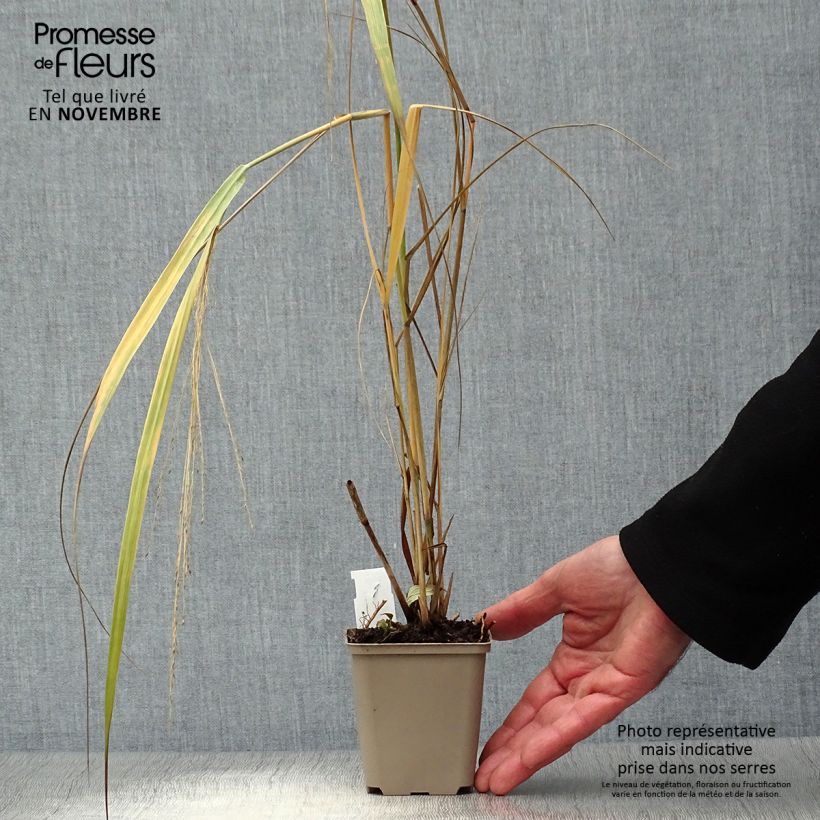 Amostra de Panicum virgatum Northwind Vaso de 8/9 cm tal como entregue no outono