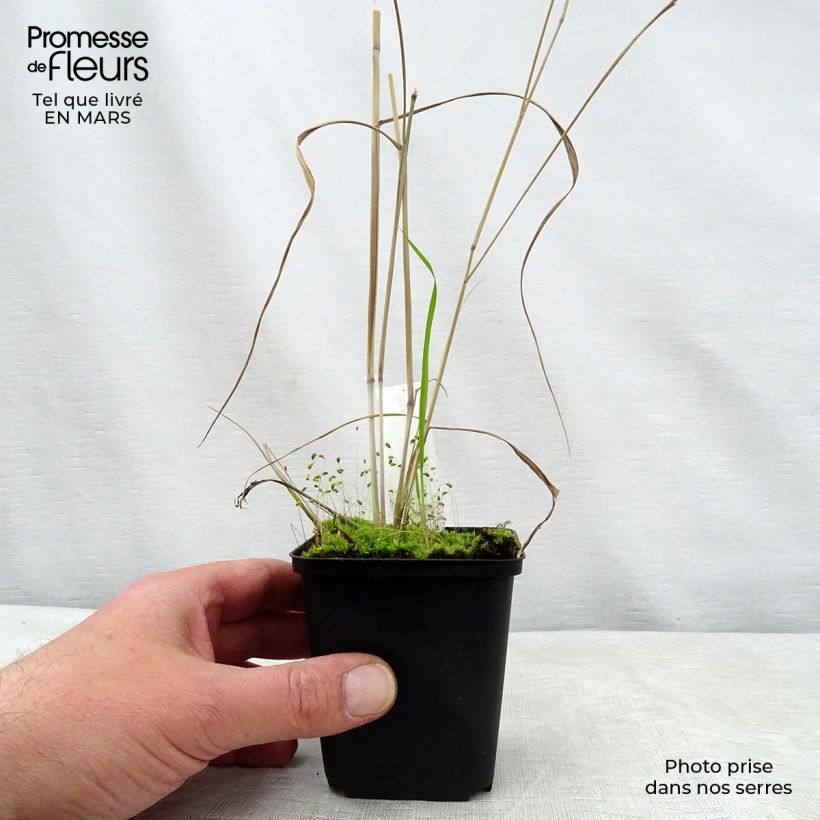 Amostra de Panicum virgatum Prairie Sky Vaso de 8/9 cm tal como entregue na primavera
