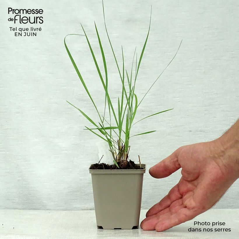 Amostra de Panicum virgatum Prairie Sky Vaso de 8/9 cm tal como entregue no verão