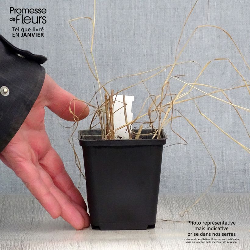 Amostra de Panic érigé - Panicum virgatum Prairie Sky Vaso de 8/9 cm tal como entregue no inverno