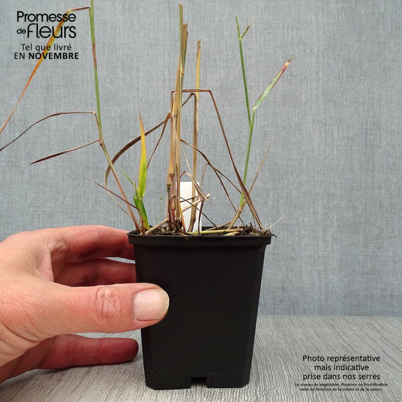 Amostra de Panicum virgatum Rehbraun Vaso de 8/9 cm tal como entregue no outono