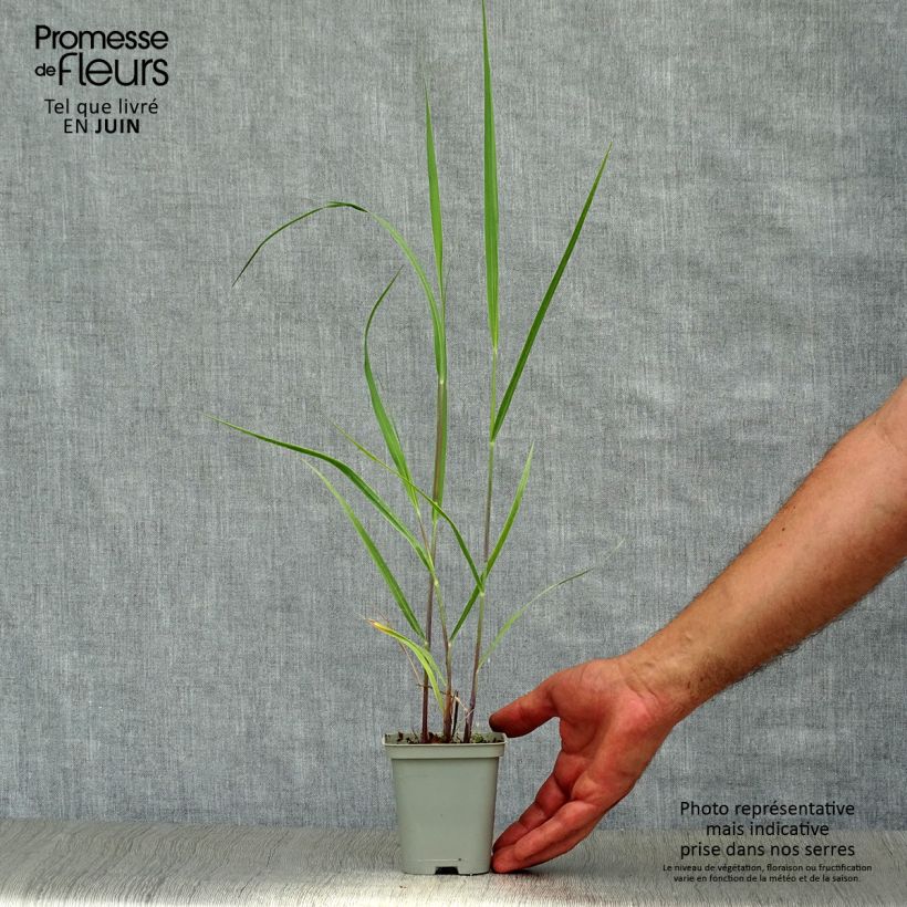 Amostra de Panicum virgatum Rehbraun Vaso de 8/9 cm tal como entregue no verão