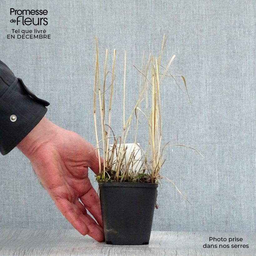 Amostra de Panic érigé - Panicum virgatum Rehbraun Vaso de 8/9 cm tal como entregue no inverno