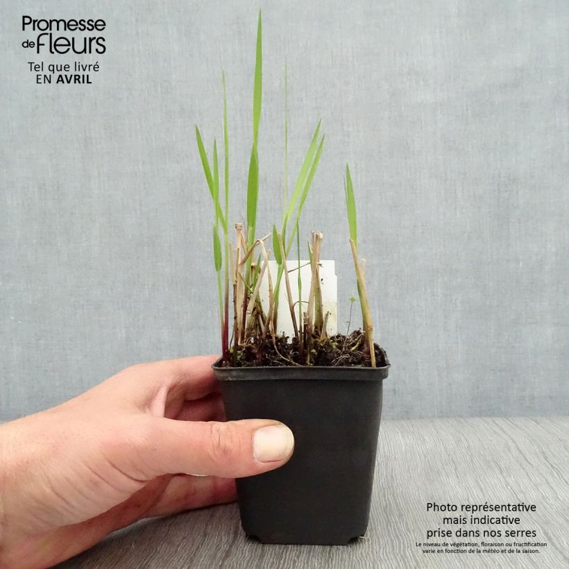 Amostra de Panicum virgatum Rehbraun Vaso de 8/9 cm tal como entregue na primavera