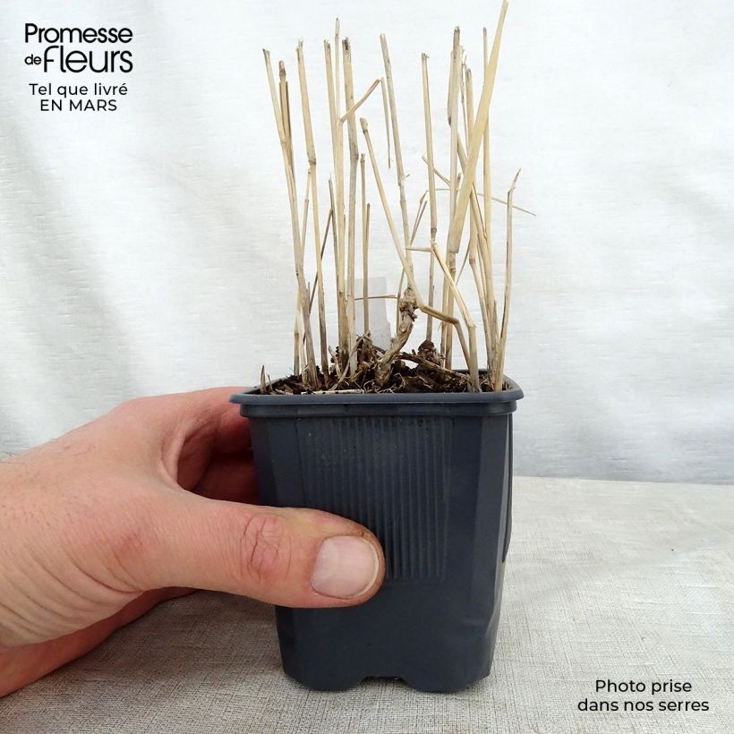 Amostra de Panicum virgatum Rotstrahlbusch Vaso de 8/9 cm tal como entregue na primavera