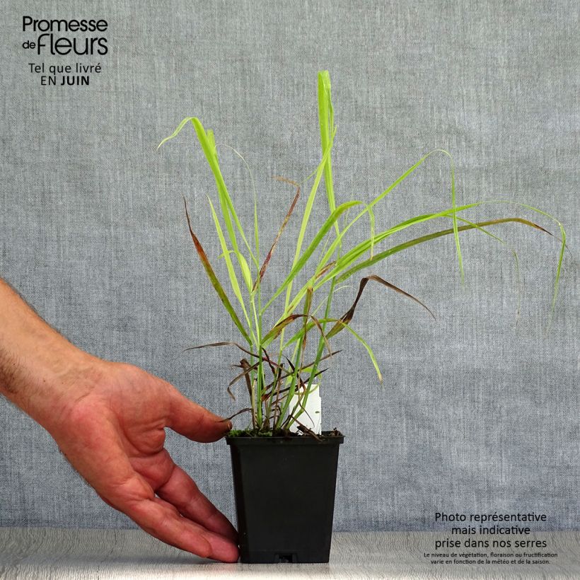 Amostra de Panicum virgatum Sangria Vaso de 8/9 cm tal como entregue no verão