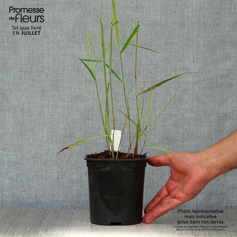 Amostra de Panicum virgatum Sangria Vaso de 2 L/3 L tal como entregue no verão