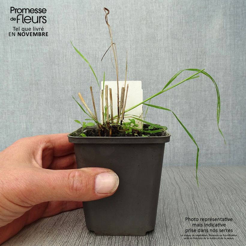 Amostra de Panicum virgatum Shenandoah Vaso de 8/9 cm tal como entregue no outono
