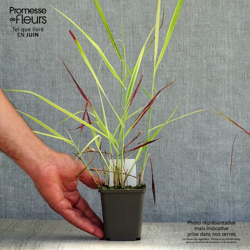 Amostra de Panicum virgatum Shenandoah Vaso de 8/9 cm tal como entregue no verão