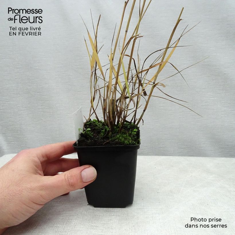 Amostra de Panic érigé - Panicum virgatum Shenandoah Vaso de 8/9 cm tal como entregue no inverno