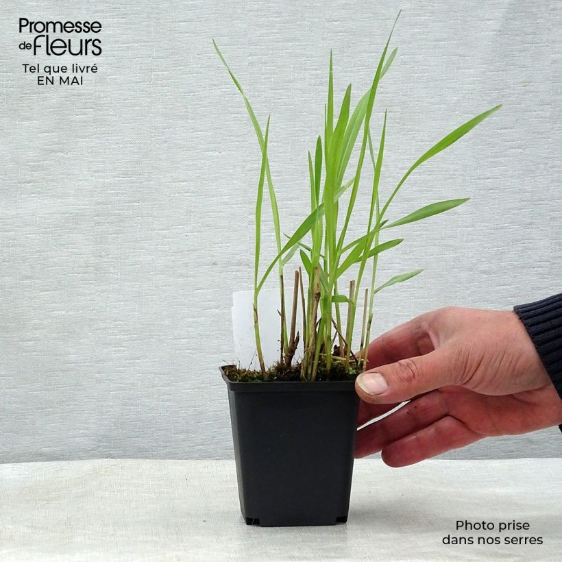 Amostra de Panicum virgatum Shenandoah Vaso de 8/9 cm tal como entregue na primavera