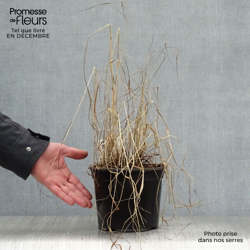 Amostra de Panic érigé - Panicum virgatum Shenandoah Vaso de 2 L/3 L tal como entregue no inverno