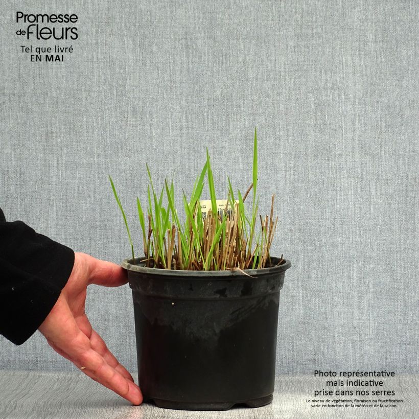 Amostra de Panicum virgatum Shenandoah Vaso de 2 L/3 L tal como entregue na primavera