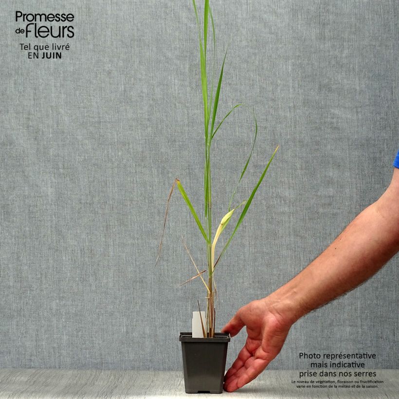 Amostra de Panicum virgatum Thundercloud Vaso de 8/9 cm tal como entregue no verão