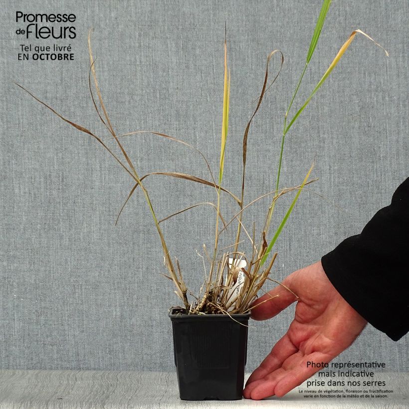 Amostra de Panicum virgatum Warrior Vaso de 8/9 cm tal como entregue no outono