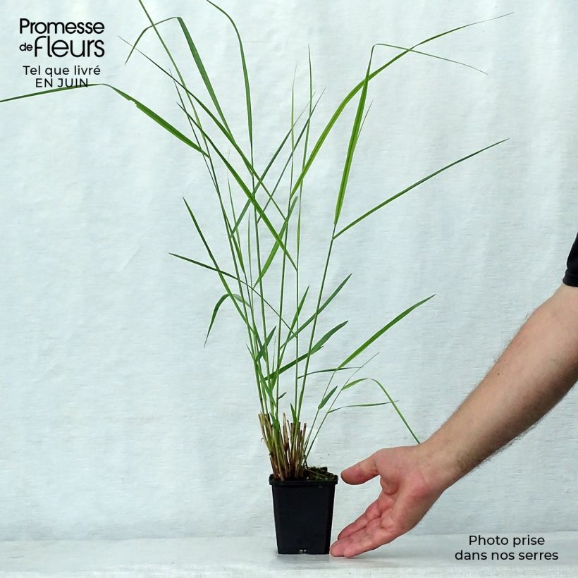 Amostra de Panicum virgatum Warrior Vaso de 8/9 cm tal como entregue no verão