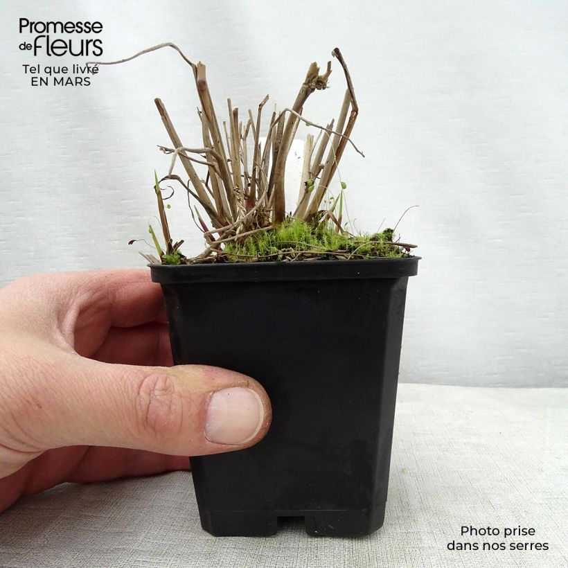 Amostra de Panicum virgatum Warrior Vaso de 8/9 cm tal como entregue na primavera