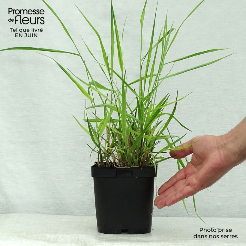 Amostra de Panicum virgatum Warrior Vaso de 2 L/3 L tal como entregue no verão