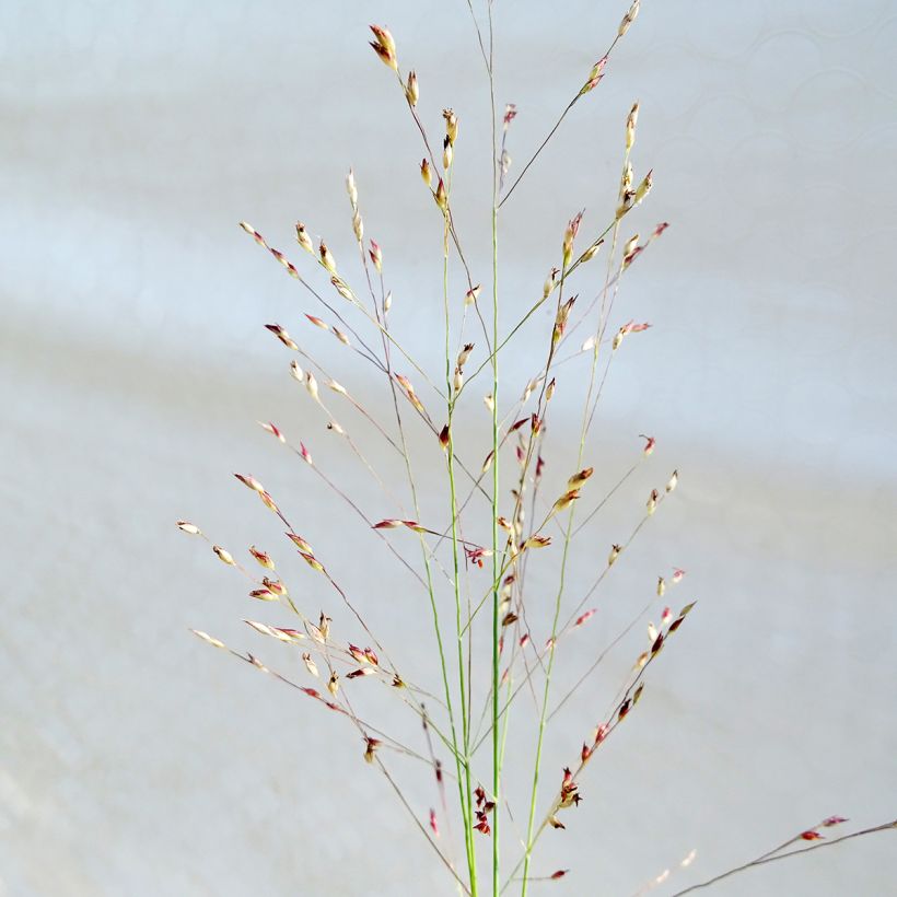 Panicum amarum (Floração)