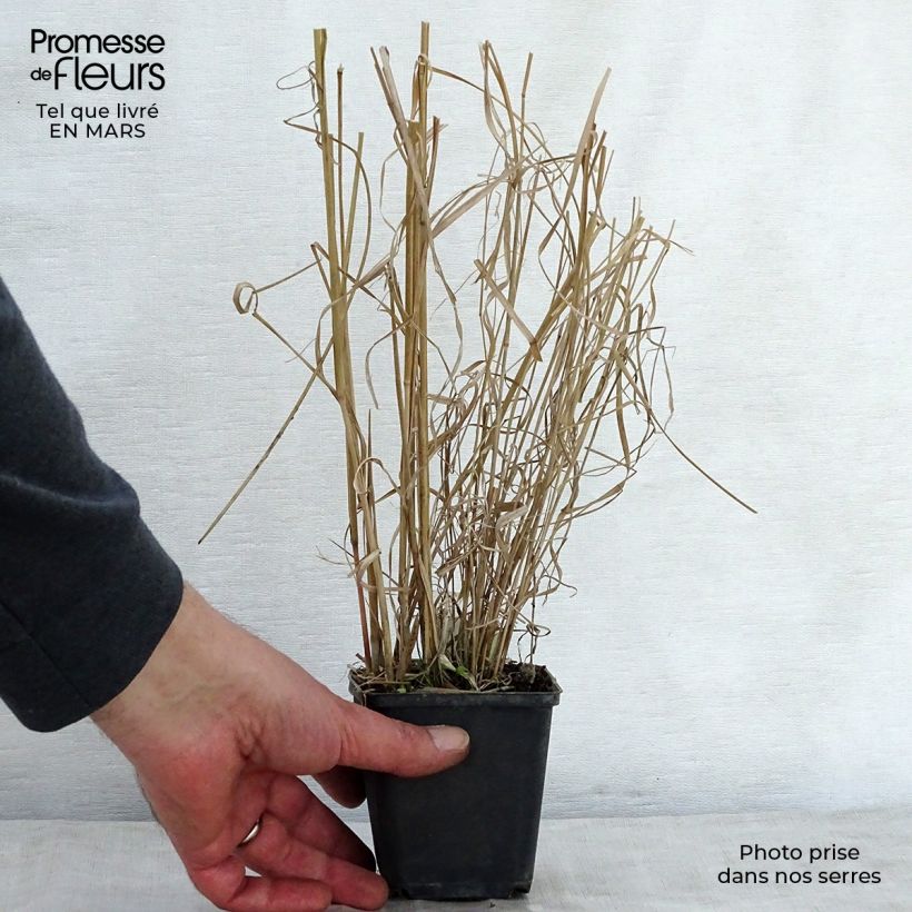 Amostra de Panicum amarum Vaso de 8/9 cm tal como entregue na primavera