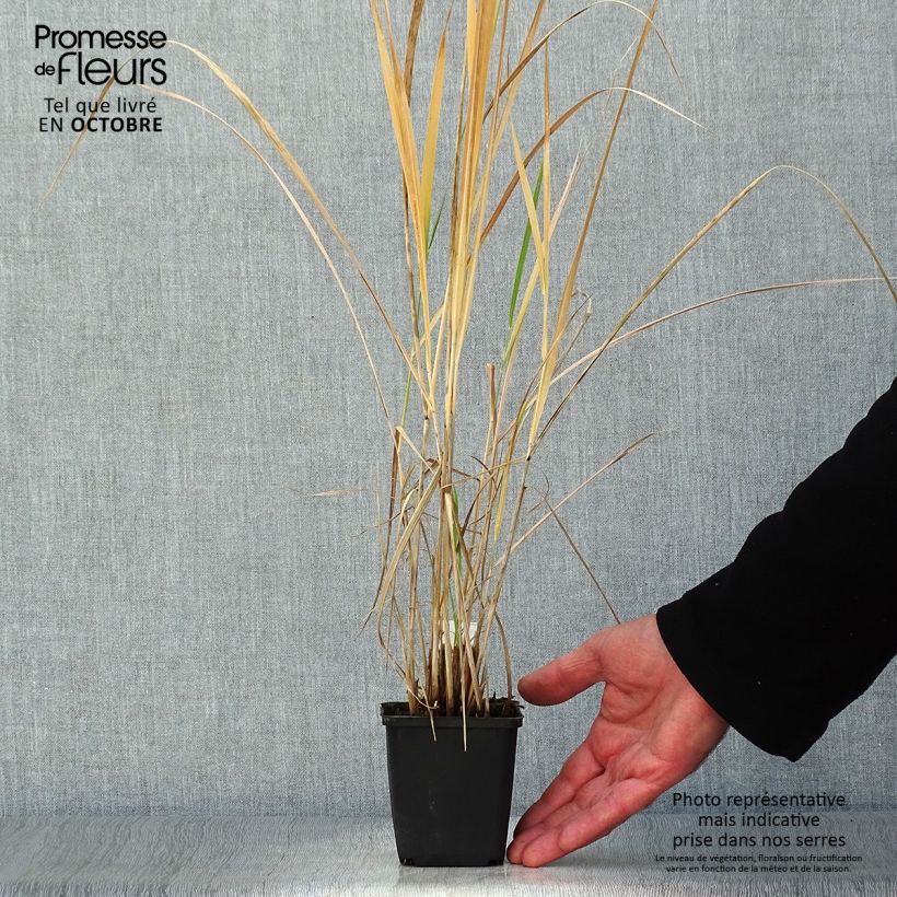 Amostra de Panicum amarum Vaso de 8/9 cm tal como entregue no outono