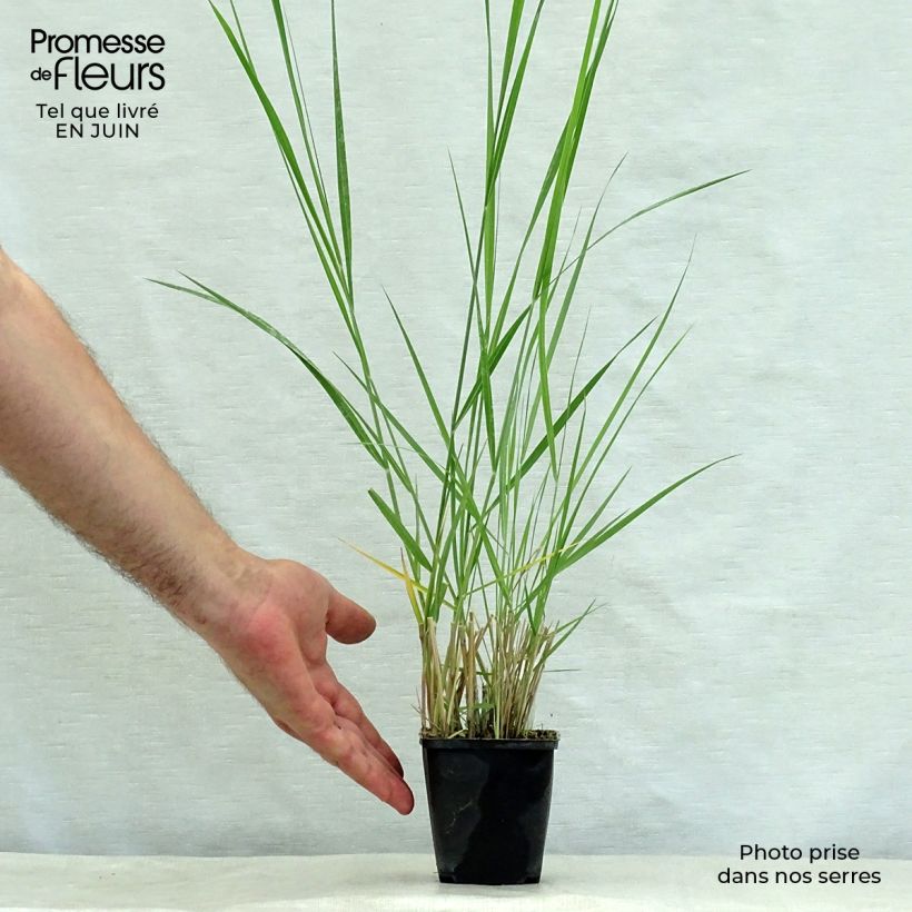 Amostra de Panicum amarum Vaso de 8/9 cm tal como entregue no verão