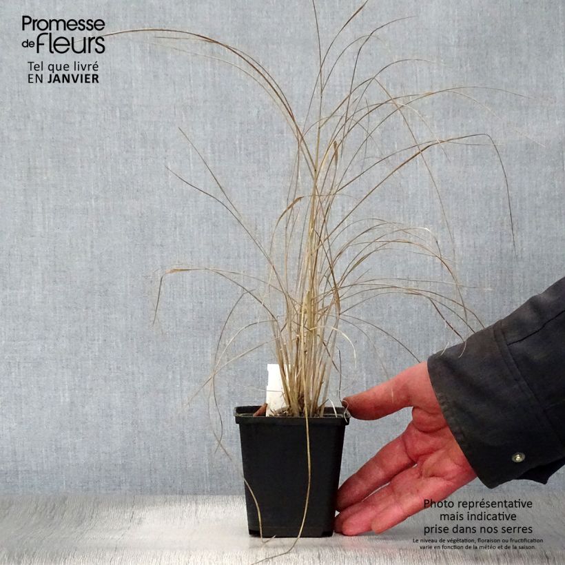 Amostra de Panicum amarum Vaso de 8/9 cm tal como entregue no inverno