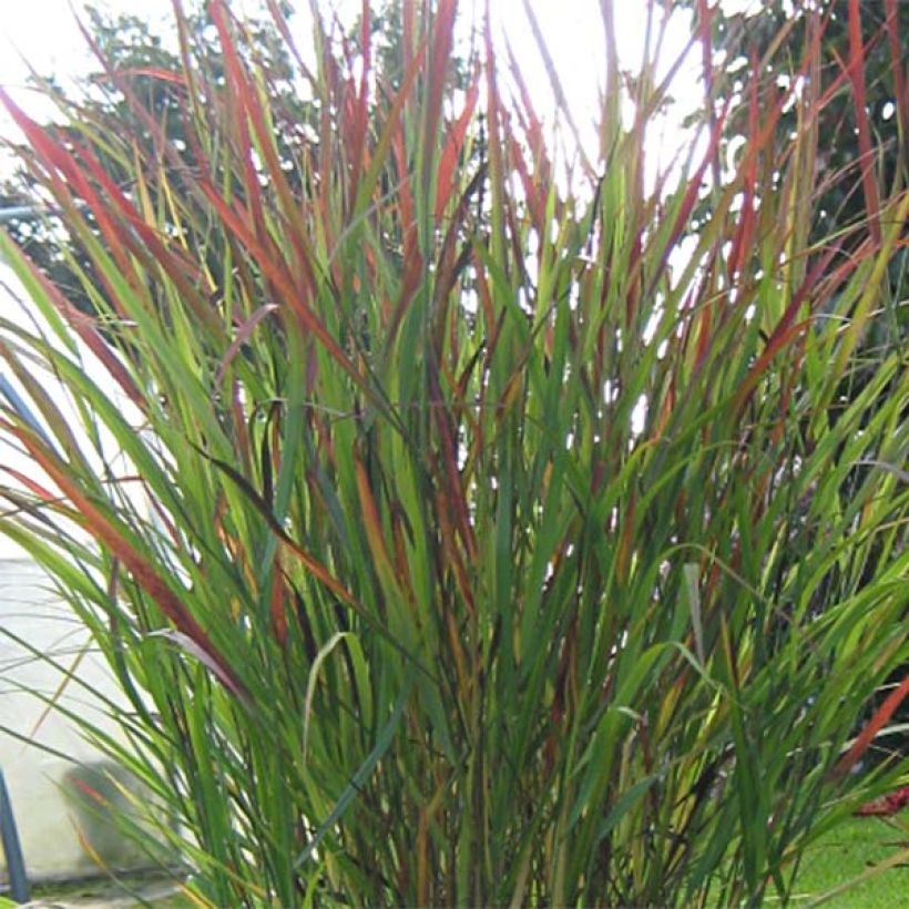 Panicum virgatum Cheyenne Sky (Folhagem)