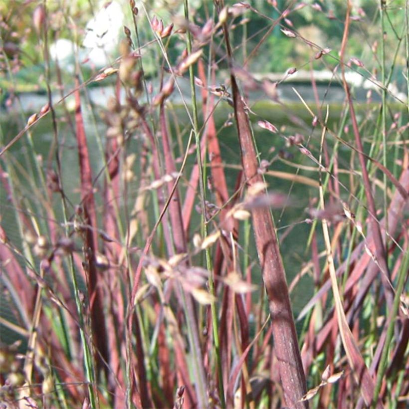 Panicum virgatum Cheyenne Sky (Floração)