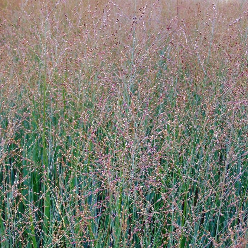 Panicum virgatum Cloud Nine (Floração)