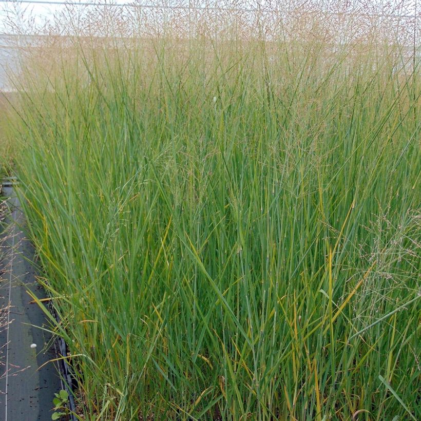 Panicum virgatum Cloud Nine (Hábito)