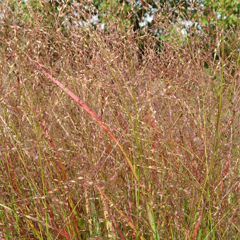 Panicum virgatum Hanse Herms (Floração)