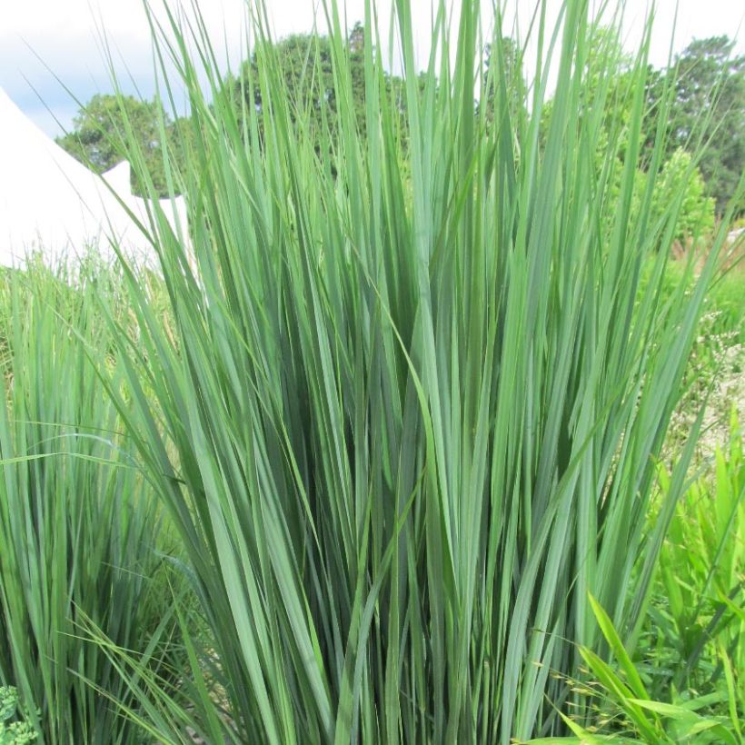 Panicum virgatum Northwind (Folhagem)