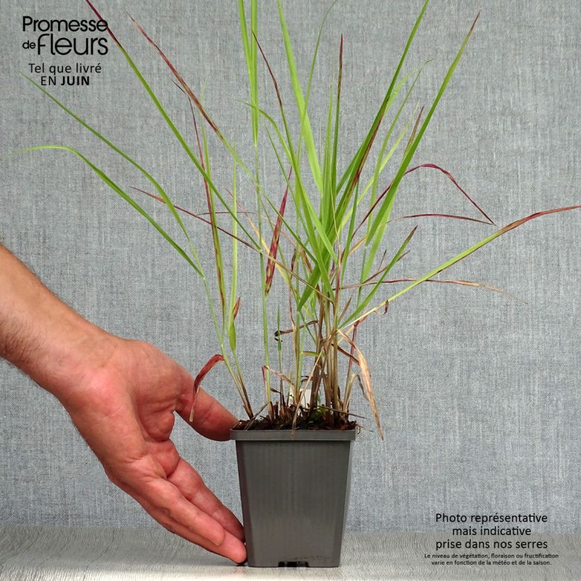 Amostra de Panicum virgatum Purple Breeze Vaso de 8/9 cm tal como entregue no verão