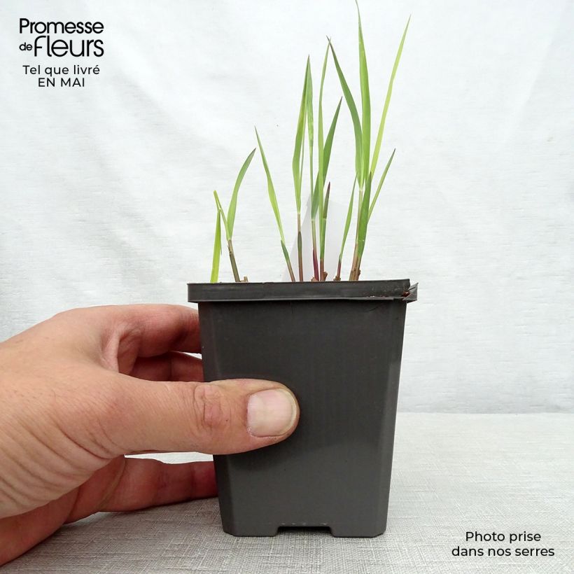 Amostra de Panicum virgatum Purple Breeze Vaso de 8/9 cm tal como entregue na primavera